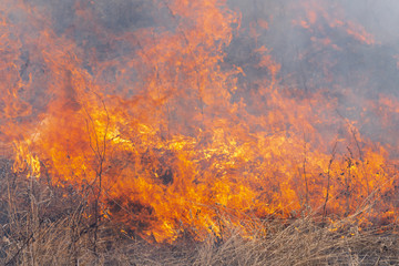 Red flame of fire with different figures on background burning dry grass in spring forest. Soft focus, blur from strong wildfire.