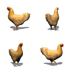 Set of brown chicken with shadow on the floor - isolated on white background