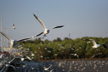 bird