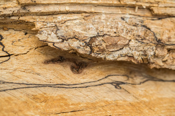 Beech (Fagus sylvatica) wood texture. Interesting abstract background.