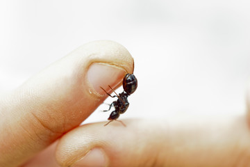 shiny large black ant cervix close-up. crawling insect in human hands macro top view