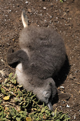 Naklejka premium Totger Pinguin in Australien