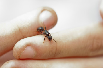 shiny large black ant cervix close-up. crawling insect in human hands macro top view