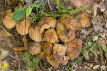 mushrooms in the forest