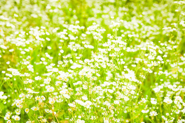 Fototapeta na wymiar beautiful field of daisies on nature in the park background