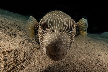 Arothron fish in the Red Sea Colorful and beautiful, Eilat Israel © yeshaya