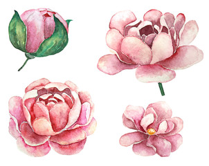 Set of blooming flowers. Peonies in watercolor