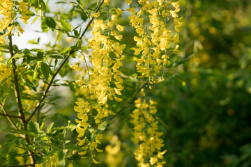 Blühender Goldregen in der Stadt im Frühling