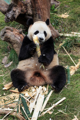 Fototapeta na wymiar Giant pandas are a national treasure of China