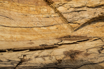 Beech (Fagus sylvatica) wood texture. Interesting abstract background.