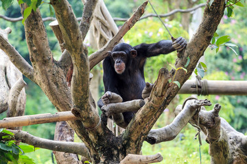 Cute naughty chimpanzee
