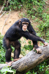 Cute naughty chimpanzee