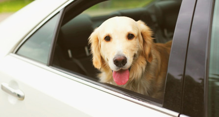 Happy young Golden Retriever dog sitting in car looking out the window