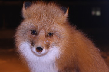 Obraz premium red fox