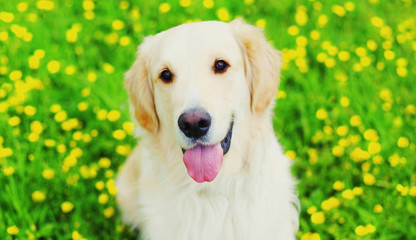 Portrait happy young Golden Retriever dog on green grass over yellow flowers in summer day