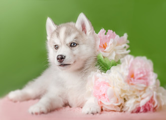 Husky puppy on a green background