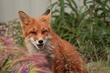 red fox