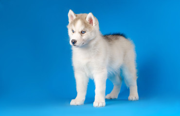Naklejka na ściany i meble Husky puppy on a blue background