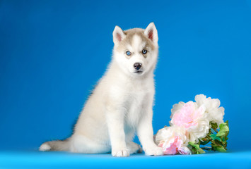 Husky puppy on a blue background
