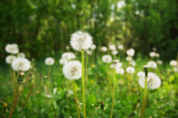 Blumenwiese mit Pusteblumen