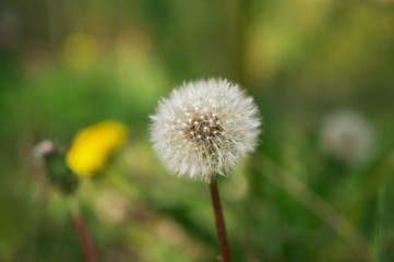 Nahaufnahme einer Pusteblume mit grünem Bokeh im Hintergrund