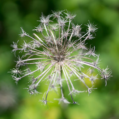 Verblühte Blume in der Stadt im Frühling, Nahaufnahme