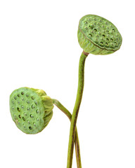 calyx on a white background