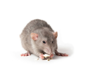 Isolated on white background a rat gnaws a pumpkin seed. Pink ears, black eyes, decorative rat, pet.