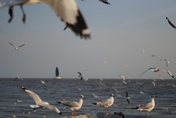 bird