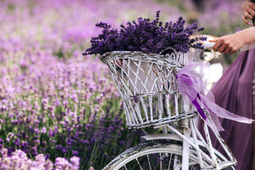 a bouquet of lavender in a basket on a bicycle in a lavender field a girl holding a velispette...