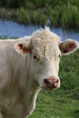 cow in field