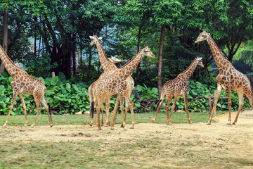 Fototapeta premium Giraffes in the zoo