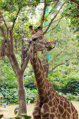 Fototapeta premium Giraffes in the zoo