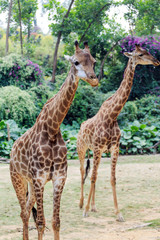 Giraffes in the zoo