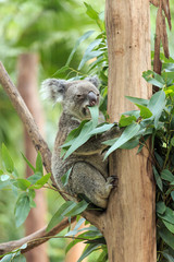 Koalas in the zoo