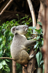 Koalas in the zoo