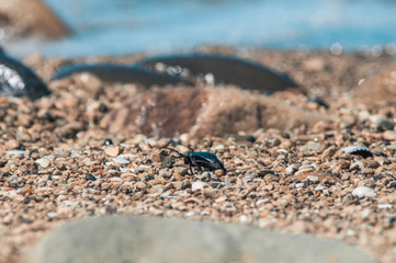 Seashells on the beach