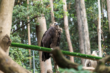 Alpine vultures at the zoo
