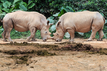Two rhinos fighting