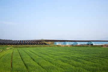 Fototapeta na wymiar rice paddy in korea.