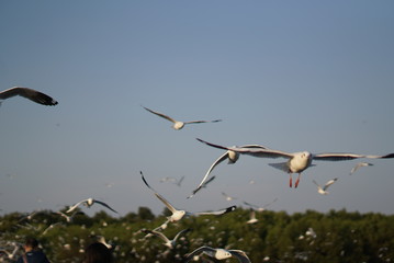 bird