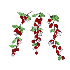 Fiji Blossom, Illustration of Tagimaucia Flower or Medinilla Waterhousei. The National Flower of Fiji.