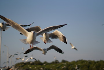bird