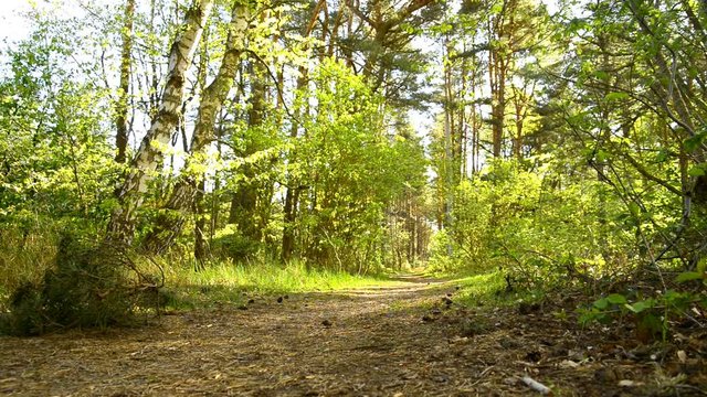 scots pine forest near the coast of the Baltic sea   in Poland
