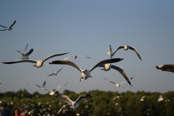 bird