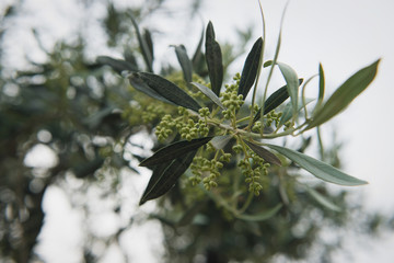 Olive tree in bloom. Closeup of young olive tree's branch with small olives with bokeh.