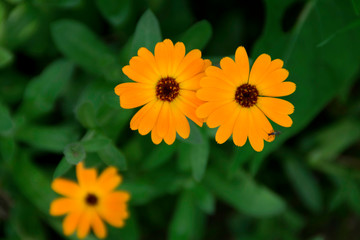 Beautiful flower English marigold with a little bug on it - view from above