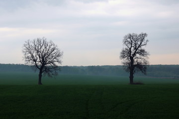 Fototapeta na wymiar Beautiful abstract mystical spring landscape with light fog in cloudy weather from two trees without leaves against background of trees with foliage and green grass
