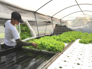 Farmer harvests Hydroponics plants. Aeroponics Salad vegetable.