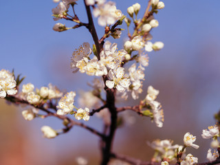 Cherry blossoms in may . Spring flower background